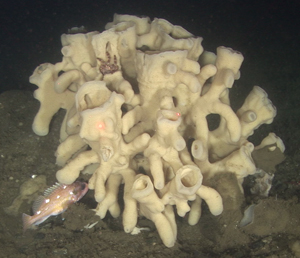 Glass Sponge Reefs