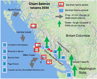 graphic depiction of salmon returns where salmon farms removed