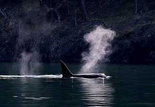 photo of killer whales blowing