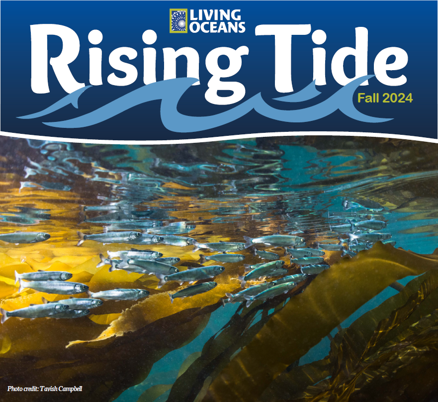 Rising Tide newsletter cover image juvenile salmon photo credit Tavish Campbell