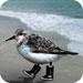Malcolm Island Bird Club Logo
