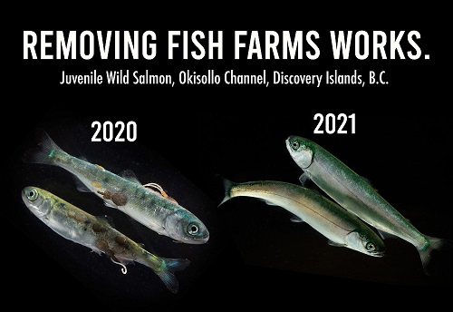 Removing Salmon Farms Works