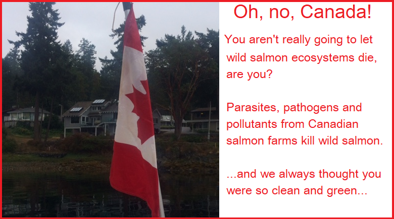 don't let wild salmon ecosystems die! Oh, no, Canada