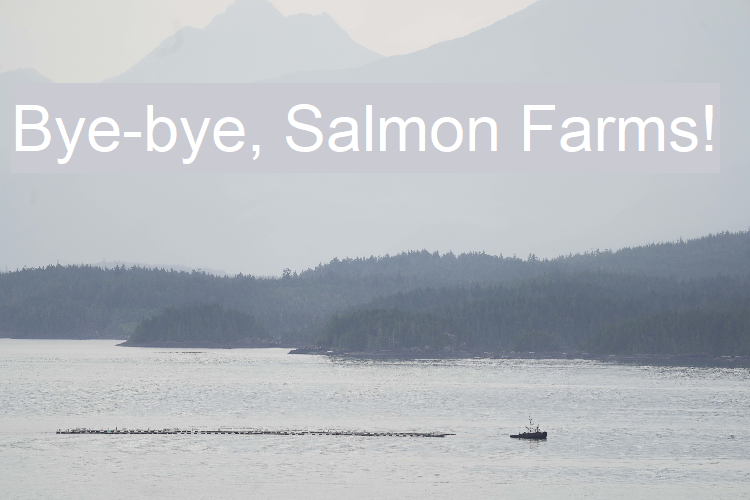 salmon farm towed away for good
