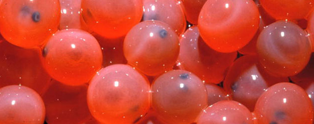 salmon eggs