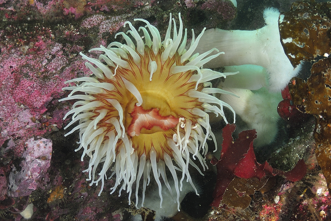 sea anemone