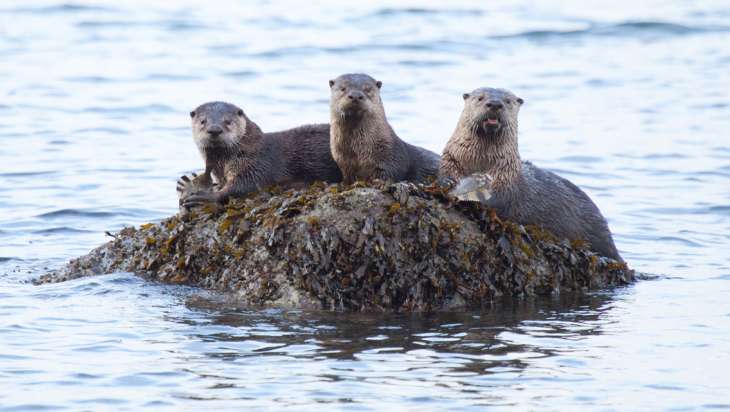 Otter family at meal time. Photo: Arman Werth