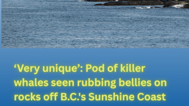 far off coastal image with title ‘Very unique’: Pod of killer whales seen rubbing bellies on rocks off B.C.'s Sunshine Coast