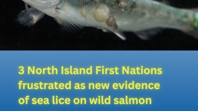 juvenile salmon with sea lice photo credit Tavish Campbell
