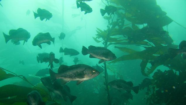 Black rockfish in kelp