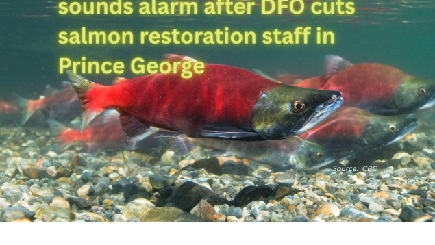 salmon going up river with title lai over B.C. conservation group sounds alarm after DFO cuts salmon restoration staff in Prince George