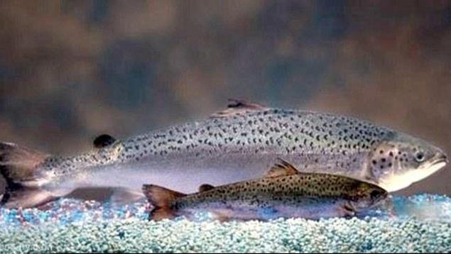 Genetically modified salmon and farmed salmon at 18 months