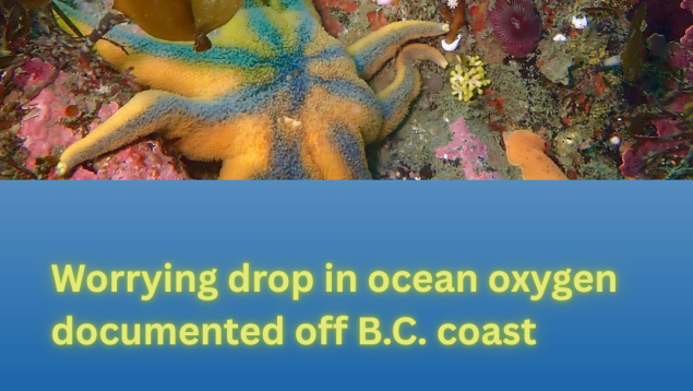 image showing starfish and sea anemones under water with title Worrying drop in ocean oxygen documented off B.C. coast photo credit Sara Ellison