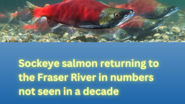 news poster showing salmon swimming in a river headline Sockeye salmon returning to the Fraser River in numbers not seen in a decade news poster showing salmon swimming in a river headline Sockeye salmon returning to the Fraser River in numbers not seen in a decade