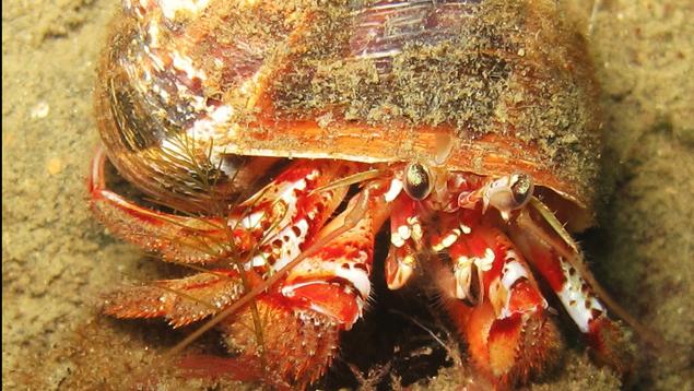 Hermit crab. Photo: Steve Zedekar Hermit crab