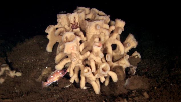 Glass sponge, crab and rockfish in Goose Trough, Queen Charlotte Sound Heterochone calyx and rockfish, Goose Trough