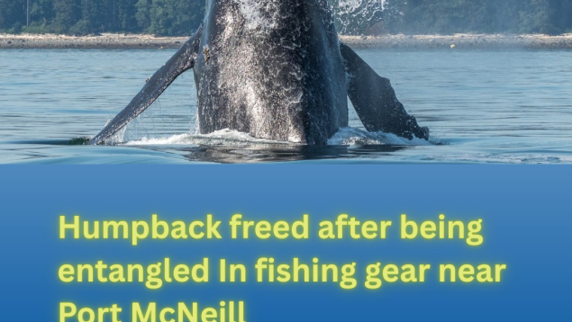 news template humpback freed from disentanglement photo courtesy of Jan Heerwagen