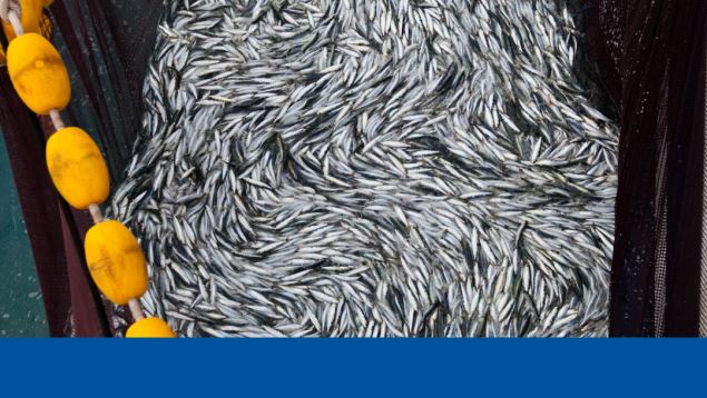 close up on fish caught in trawler net with LOS logo and caption Healthy Oceans. Healthy Communities