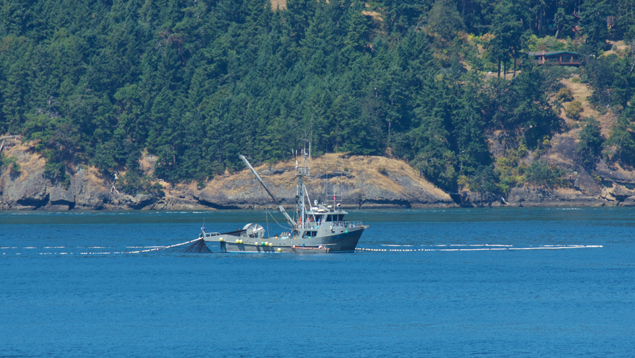 A fishing boat sets a purse seine. Photo: Russell Stirrett Fishing boat setting a purse seine