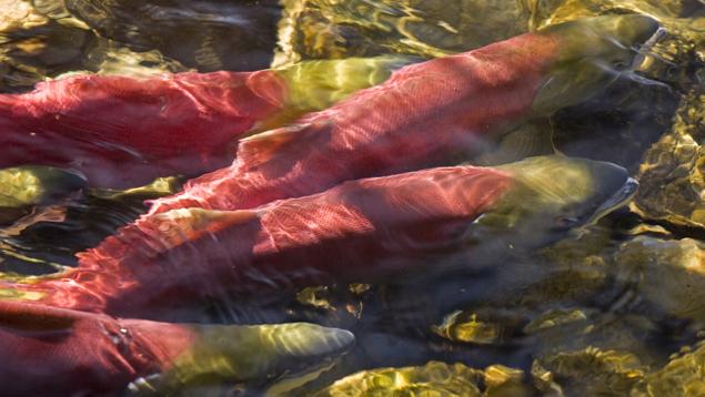 Wild salmon spawn in B.C.'s Adams River. Photo: Robert Koopmans Spawning wild B.C. salmon