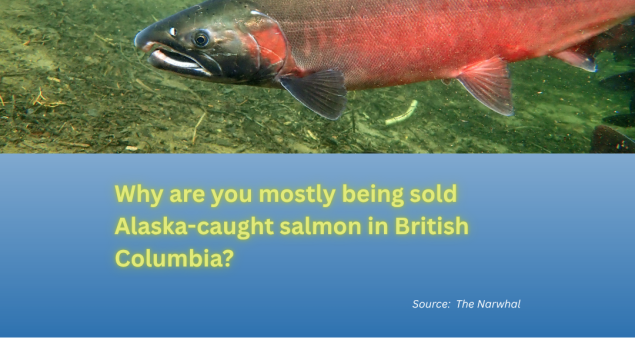 salmon swimming in water and title below Why are you mostly being sold Alaska-caught salmon in British Columbia? salmon swimming in water and title below Why are you mostly being sold Alaska-caught salmon in British Columbia?