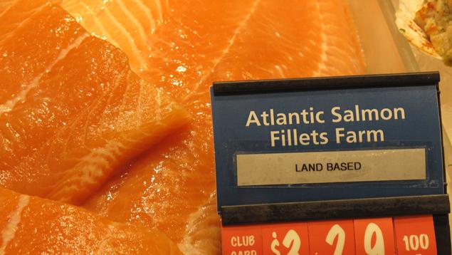 Atlantic salmon filets