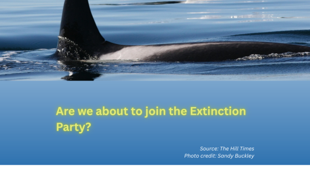 image of SRKW above title "Are we about to join the Extinction Party?" Photo credit: Sandy Buckley image of SRKW above title "Are we about to join the Extinction Party?" Photo credit: Sandy Buckley