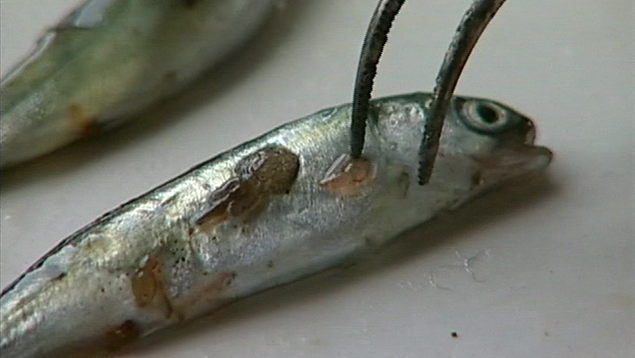 Sea lice on smolt in lab.