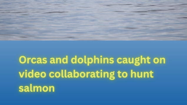 two orca fins above grey water title Orcas and dolphins caught on video collaborating to hunt salmon photo credit Christopher Hurst two orca fins above grey water title Orcas and dolphins caught on video collaborating to hunt salmon photo credit Christopher Hurst
