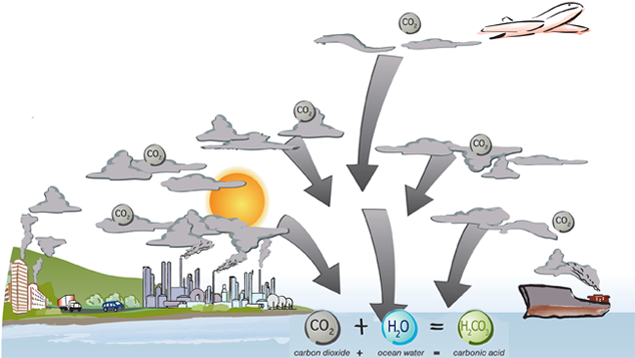 Since the Industrial Revolution we have pumped more and more CO2 int the atmosphere, primarily from burning fossil fuels. This changes the chemistry of the water and makes it more acidic. Graphic: How CO2 gets in the ocean.