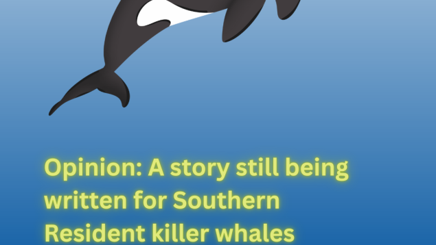 graphic of an orca with title Opinion: A story still being written for Southern Resident killer whales