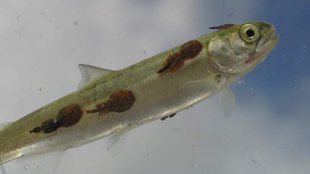 Pink salmon smolt with sea lice from the Broughton Archipelago. Pink salmon smolt with sea lice.