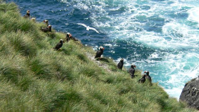 Puffins on Triangle Island. Puffins on Triangle Island