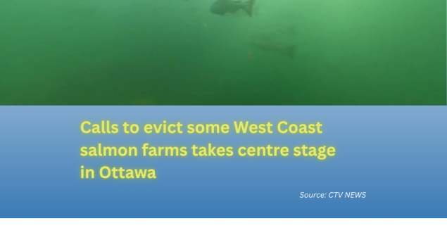 salmon swimming in a river with title below "Calls to evict some West Coast salmon farms takes centre stage in Ottawa"