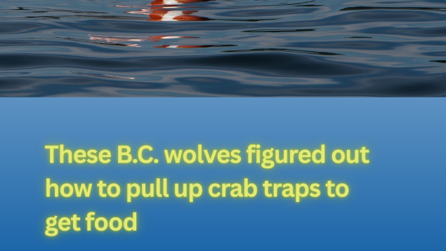 image showing buoy on the water and headline These B.C. wolves figured out how to pull up crab traps to get food