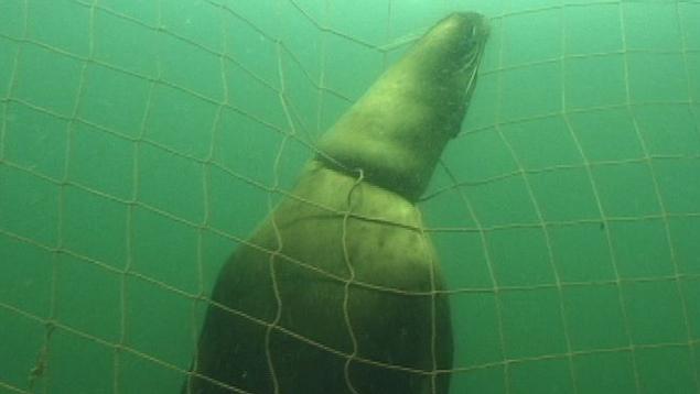 This sea lion was drowned when it became entangled in a Wehlis Bay salmon farm's predator net. Photo: www.callingfromthecoast.com Drowned sea lion in salmon farm predator net