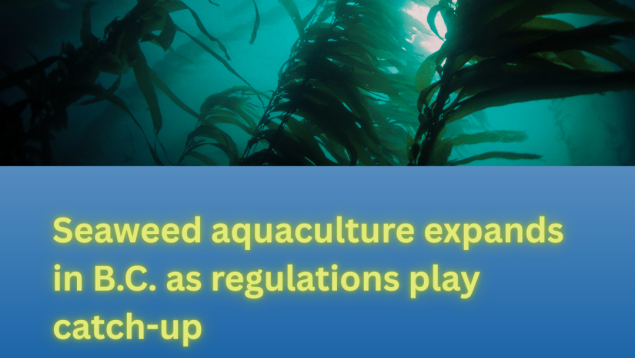 image under water of kelp forest title Seaweed aquaculture expands in B.C. as regulations play catch-up