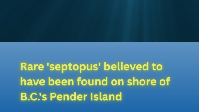 underwater image with title Rare 'septopus' believed to have been found on shore of B.C.'s Pender Island