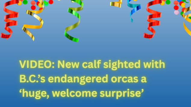 blue background multi-coloured streamers celebrate title VIDEO: New calf sighted with B.C.’s endangered orcas a ‘huge, welcome surprise’ blue background multi-coloured streamers celebrate title VIDEO: New calf sighted with B.C.’s endangered orcas a ‘huge, welcome surprise’