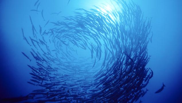 Photo courtoisie de Tammy Peluso School of fish