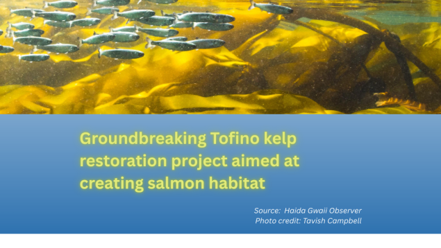 image underwater of juvenile salmon swimming in kelp with title in green text underneath on a blue background Groundbreaking Tofino kelp restoration project aimed at creating salmon habitat photo credit Tavish Campbell