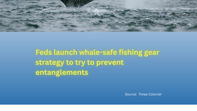 wahle tail flicking over grey ocean with title underneath Feds launch whale-safe fishing gear strategy to try to prevent entanglements wahle tail flicking over grey ocean with title underneath Feds launch whale-safe fishing gear strategy to try to prevent entanglements