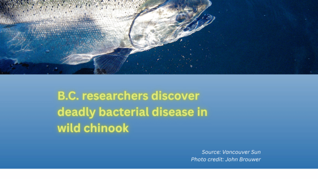 Title B.C. researchers discover deadly bacterial disease in wild chinook underneath image of Coho salmon photo credit John Brouwer Title B.C. researchers discover deadly bacterial disease in wild chinook underneath image of Coho salmon photo credit John Brouwer