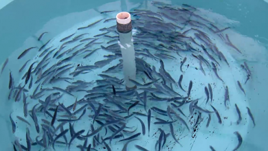 Smolts in closed containment tank