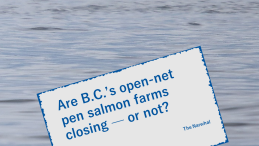 News flash: Are B.C.’s open-net pen salmon farms closing — or not?