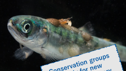 title of news article superimposed over juvenile salmon with sea lice 