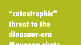 title on green background Maugean skate still faces 'catastrophic' risk from salmon farming, Commonwealth advice says