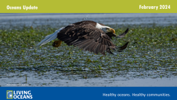 Oceans Update February 2024 Header Image with Eagle flying over the ocean