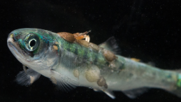 juvenile salmon with sea lice photo credit Tavish Campbell