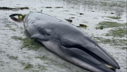 Photo of Bryde's Whale stranded near Port McNeill